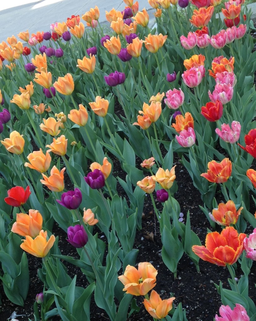 The image shows tulips of different colors: purple, red, peach, pink. Caption reads: "Even tulips look prettier when there is diversity"